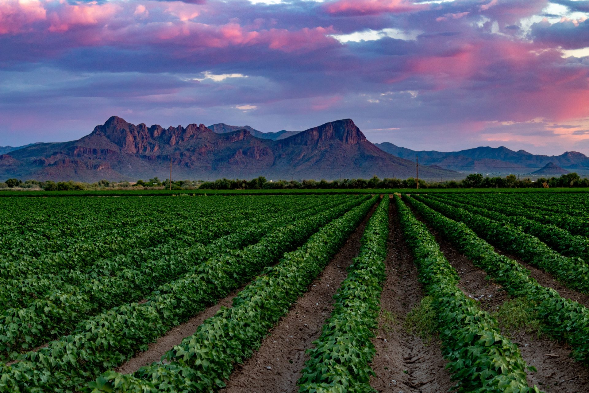 Flowers Marana Az